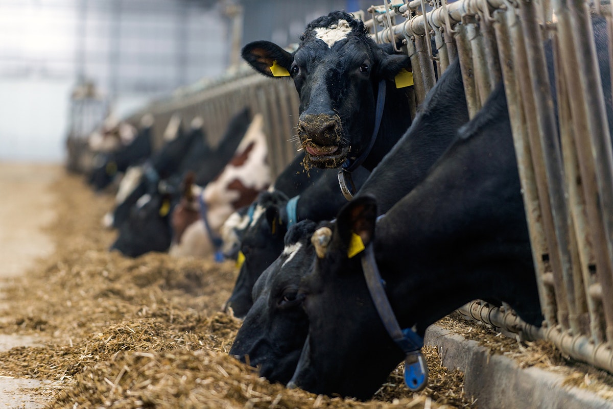 We Can’t Manage Cattle Methane Without Better Measurements