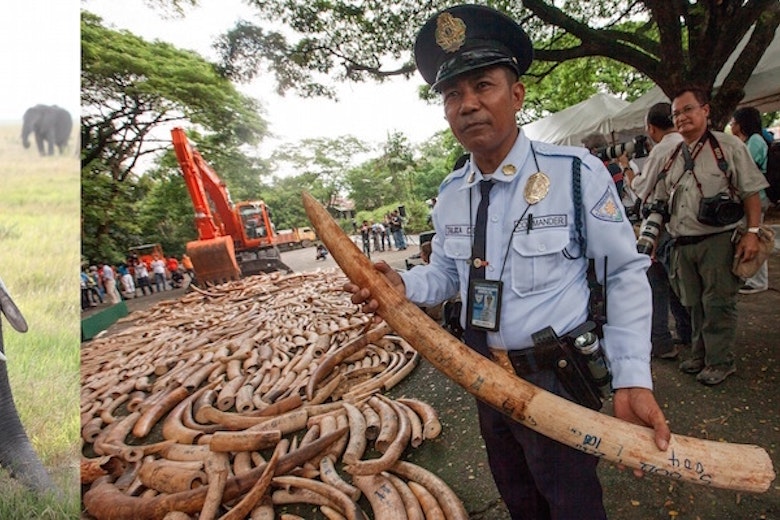 Elephant Ivorycrush