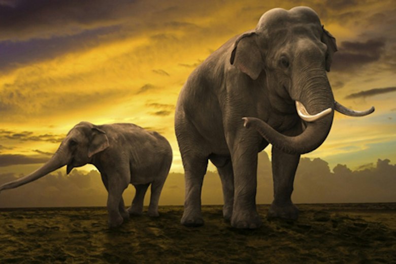 Elephants Rewilding Main