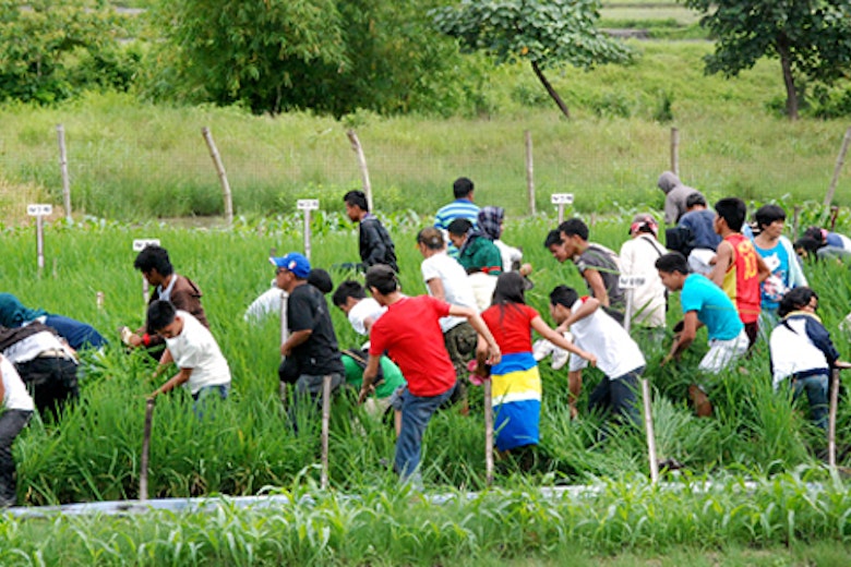 Golden Rice Trampling Main