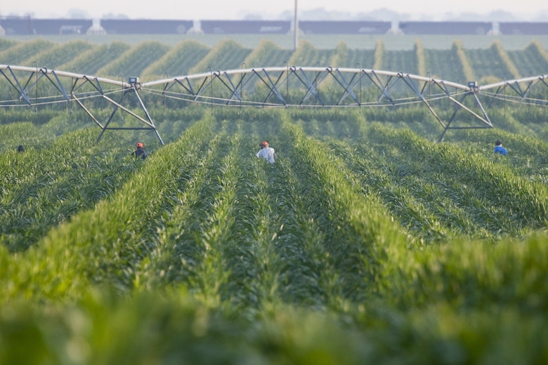 Lush Green Farm