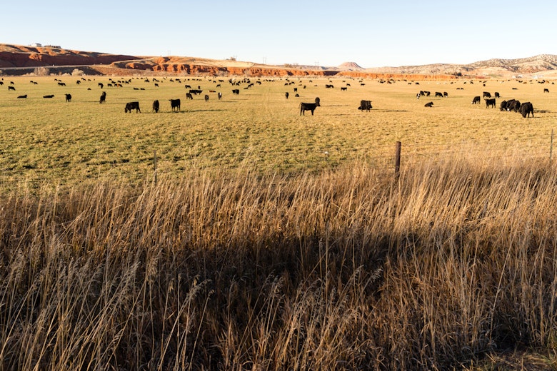 Pasture essay cover photo