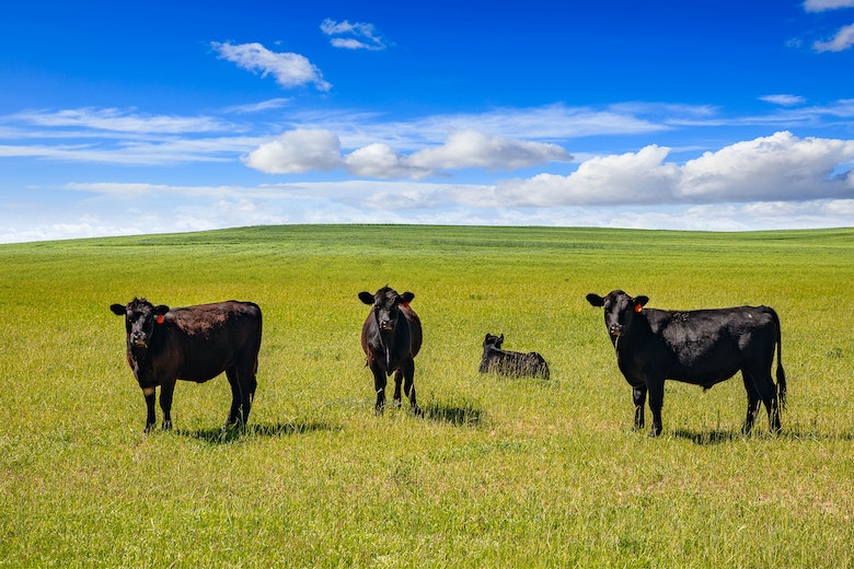 Ranching cover photo