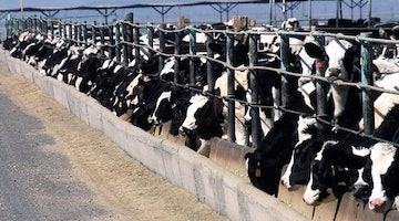 Stockvault cattle feedlot206143