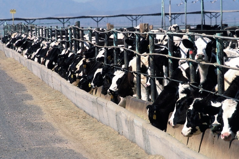 Stockvault cattle feedlot206143