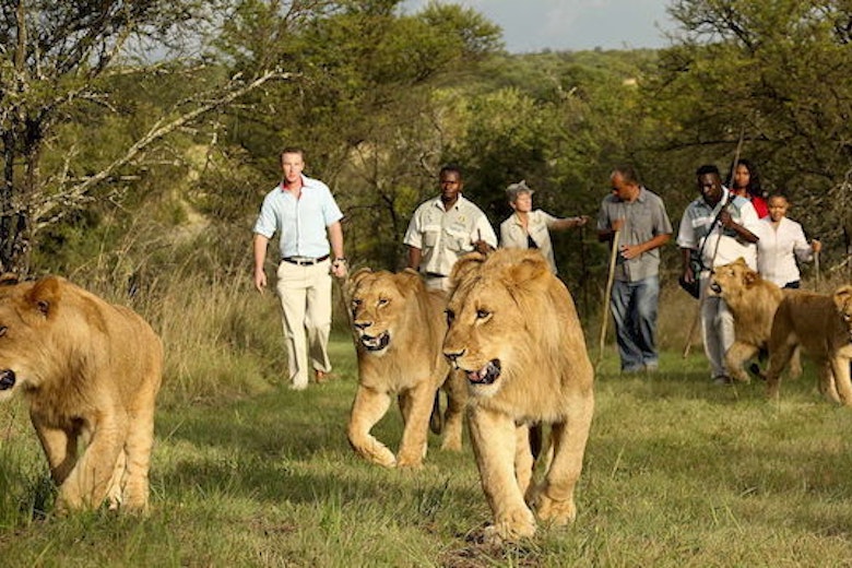 Walk With Lions 2