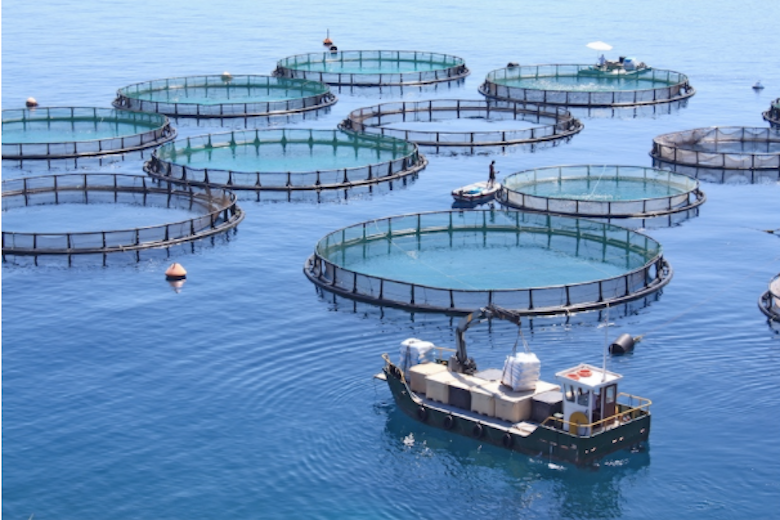 Fish Farm Nets