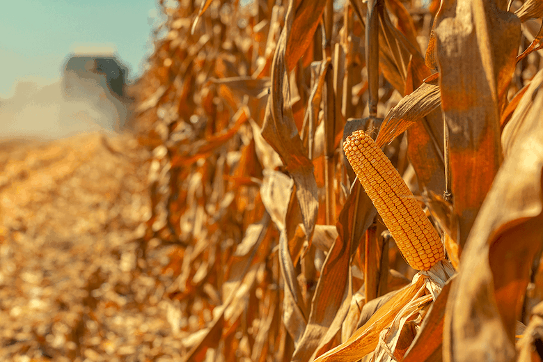 Genetically Engineered Crops Are Key to Lower-Carbon Agriculture