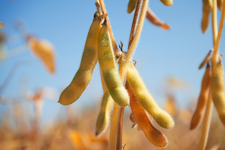 Soybeans