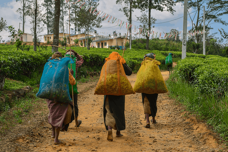 Sri Lankas Experiment with Organic Farming Fails Miserably